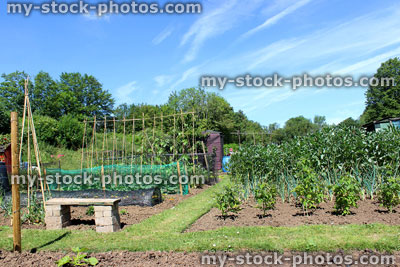 Stock image of allotment vegetable garden, planted vegetable beds, bench, cloches