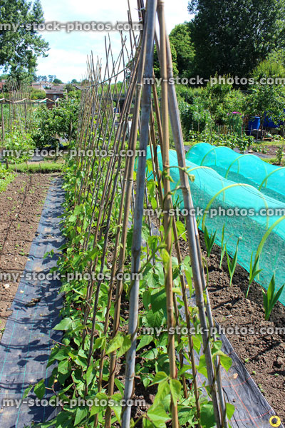 Stock image of allotment vegetable garden with runner bean plants, cloches