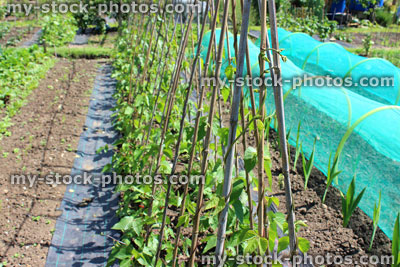 Stock image of allotment vegetable garden, runner beans, plants, cloches, netting, weed membrane