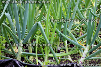Stock image of vegetable garden with healthy onion plants growing