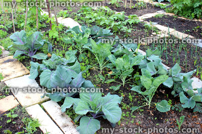 Stock image of beds within vegetable garden, red cabbage plants, onions