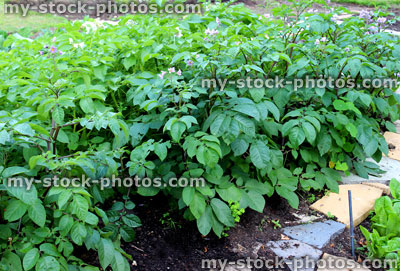 Stock image of vegetable garden with potato plants, lettuces, paved pathway
