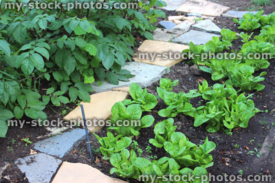 Stock image of vegetable garden with potato plants, lettuces, paved pathway