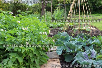 Stock image of vegetable garden, red cabbages, potato plants, runner beans, bamboo wigwam