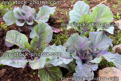 Stock image of young red cabbage plants in vegetable garden