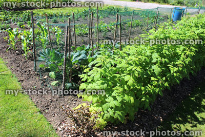 Stock image of allotment vegetable garden with raspberry canes, nettng, cabbages