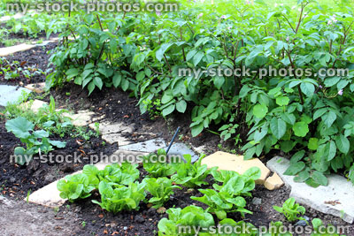Stock image of vegetable garden with potato plants, lettuces, courgettes / marrows