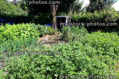 Stock image of allotment vegetable garden with crops of potatoes, broad / runner beans