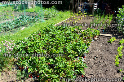 Stock image of allotment vegetable garden with strawberry plants, lettuce, onions, runner beans