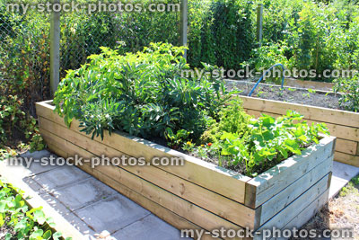 Stock image of allotment vegetable garden with wooden raised beds, timber