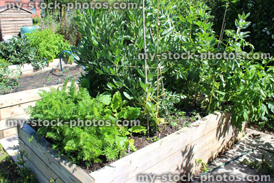 Stock image of allotment vegetable garden with wooden raised beds, timber