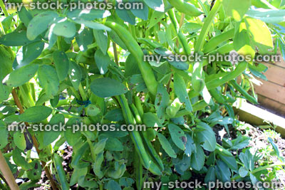 Stock image of allotment vegetable garden with broad bean plants, seed pods