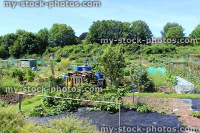 Stock image of allotment vegetable garden with rows of plants, weed membrane