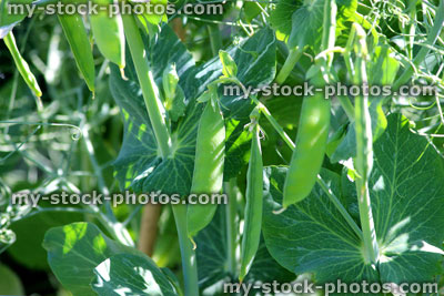 Stock image of allotment vegetable garden with pea pods, pea plants