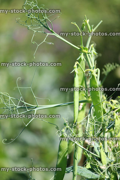 Stock image of allotment vegetable garden with pea pods, pea plants