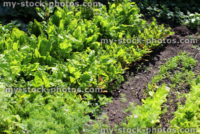 Stock image of vegetable garden with salad crops, lettuce, carrot, beetroot