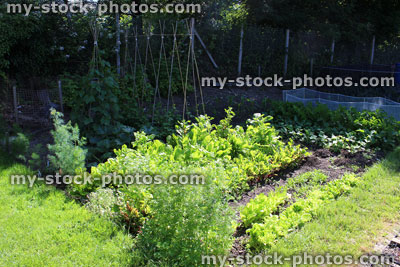 Stock image of vegetable garden, sun / shade, summer crops, beetroot, carrots, lettuce, potatoes