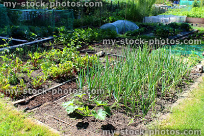 Stock image of allotment vegetable garden with onions, beetroot, courgettes (zucchini)