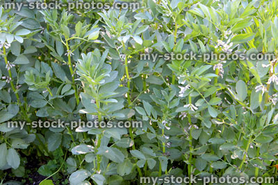 Stock image of allotment vegetable garden with broad beans, flowers, pods