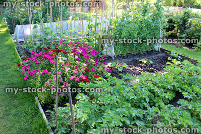Stock image of vegetable garden with potato plants and dianthus flowers
