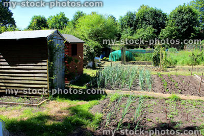 Stock image of allotment vegetable garden with wooden garden sheds, plants
