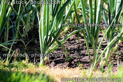 Stock image of allotment vegetable garden with onions, white onion plants