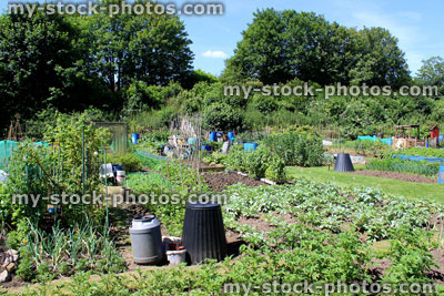 Stock image of allotment vegetable garden with plastic compost bin / composter
