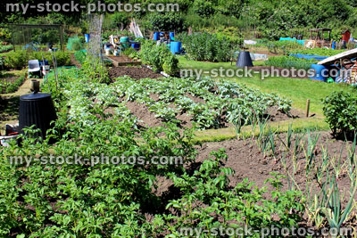 Stock image of allotment vegetable garden with plastic compost bin / composter