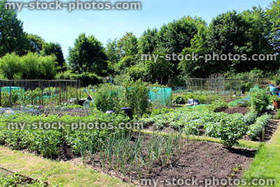 Stock image of allotment vegetable garden with onions and potato plants