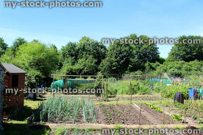 Stock image of attractive allotment vegetable garden with rows of plants, plots, shed