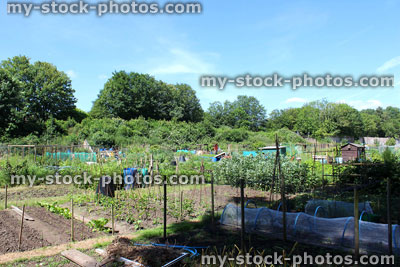 Stock image of allotment vegetable garden, plots of land, compost heaps