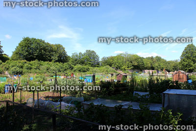 Stock image of allotment vegetable garden with sheds, compost heaps, plots