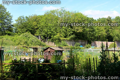 Stock image of allotment vegetable garden with overgrown plants, wooden shed