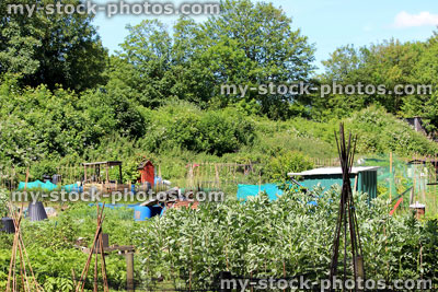 Stock image of allotment vegetable garden with plants and crops, broad beans