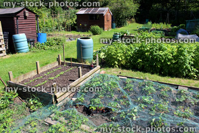 Stock image of allotment vegetable garden with raised bed, strawberry plants