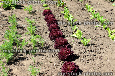 Stock image of allotment vegetable garden plot, purple lollo rosso lettuce plants