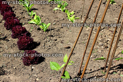 Stock image of allotment vegetable garden, runner beans, bamboo canes, lollo rosso lettuce