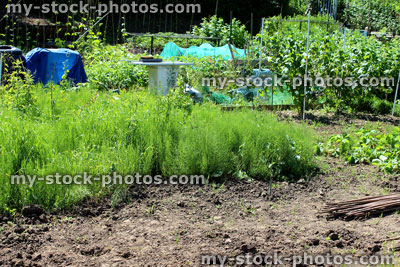 Stock image of overgrown allotment vegetable garden with weeds, horsetail plants, neglected garden
