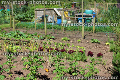 Stock image of allotment vegetable garden with lettuce, potato plants, onions, courgettes (zucchini)
