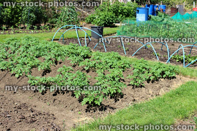 Stock image of allotment vegetable garden with potato plants, potatoes, mounds