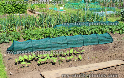 Stock image of vegetable garden with net cloches, lettuces, onions, runner beans, potatoes