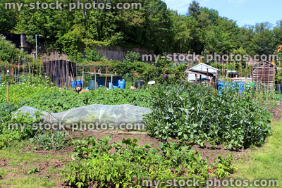 Stock image of allotment vegetable garden with white fleece, cloches, netting, plants, crops