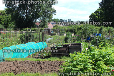Stock image of allotment vegetable garden with cloches, netting protecting crops
