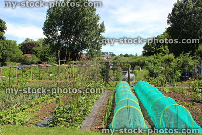Stock image of allotment vegetable garden with cloches, netting and crops