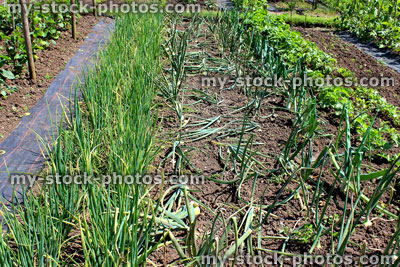 Stock image of allotment vegetable garden with rotting onions, weed membrane