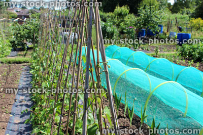 Stock image of allotment vegetable garden, runner bean plants, wigwams bamboo canes, cloches