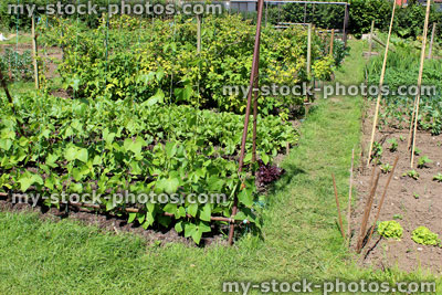 Stock image of allotment vegetable garden with runner bean plants, canes