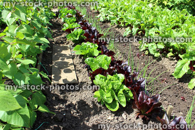Stock image of allotment vegetable garden with lettuce plants, spring onions