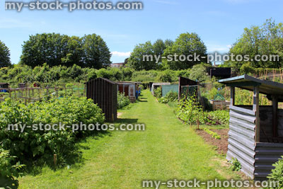 Stock image of allotment vegetable garden with corrugated iron shed, lawn