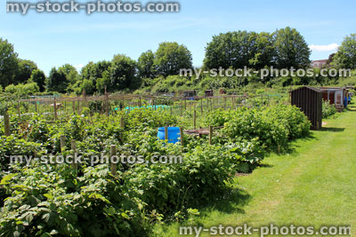 Stock image of allotment vegetable garden with raspberry plants, crops, sheds, weeds, overgrown